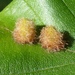 Hairy Beech Gall - Photo (c) Til Mann, some rights reserved (CC BY-NC-ND), uploaded by Til Mann