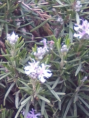 Salvia rosmarinus