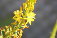 Bulbine latifolia latifolia