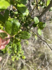 Aceria baccharipha