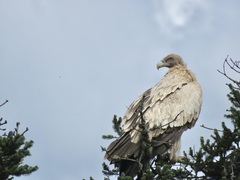 Himalayan Griffon photo 5