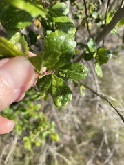 Aceria baccharipha