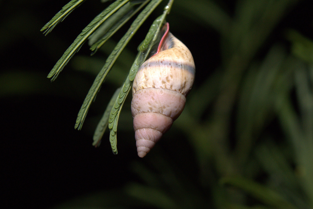 Burringtonia exesa