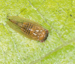 Ctenarytaina longicauda