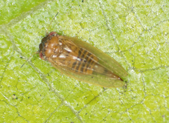 Ctenarytaina longicauda