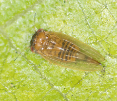 Ctenarytaina longicauda