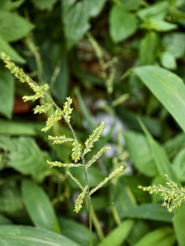 Setaria barbata observed 2026-04-20