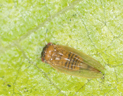 Ctenarytaina longicauda