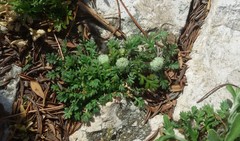 Soliva stolonifera