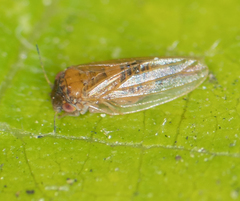 Ctenarytaina longicauda