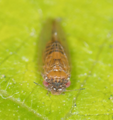 Ctenarytaina longicauda