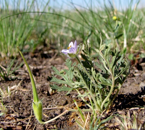 Erodium stephanianum iNat (1)