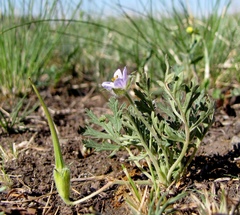 Erodium stephanianum