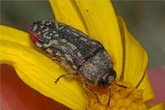 Acmaeodera miliaris