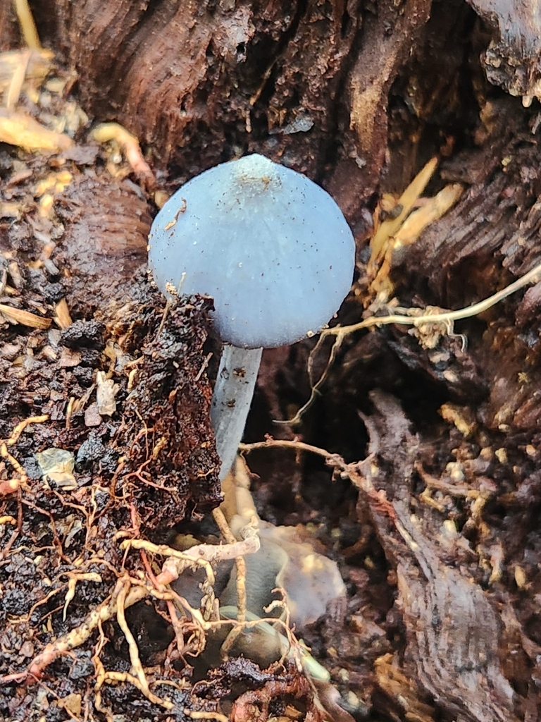 Entoloma hochstetteri · April 2026 · photo: © chel123 (iNaturalist, cc0)