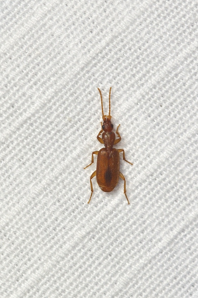 Pseudaptinus horni