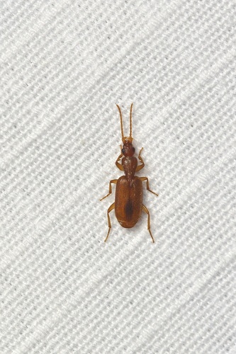 Pseudaptinus horni