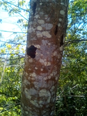 Metopium brownei