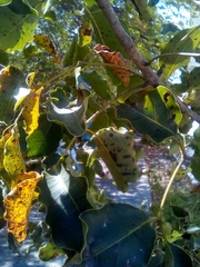 Metopium brownei
