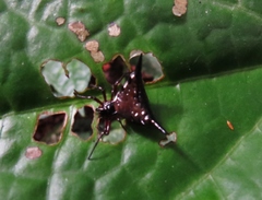 Micrathena stuebeli