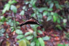 Micrathena stuebeli