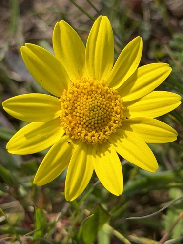 Lasthenia californica, photograph 4
