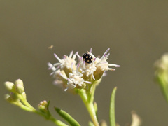 Brachiacantha groendali