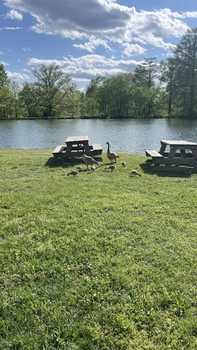 Canada Goose photographed in Missouri