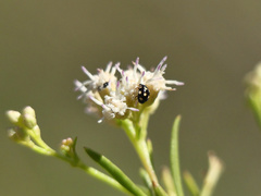 Brachiacantha groendali