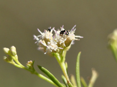 Brachiacantha groendali
