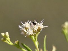 Brachiacantha groendali