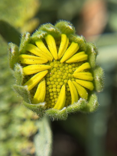 Lasthenia californica, photograph 5