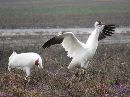 Whooping Crane photographed in Illinois