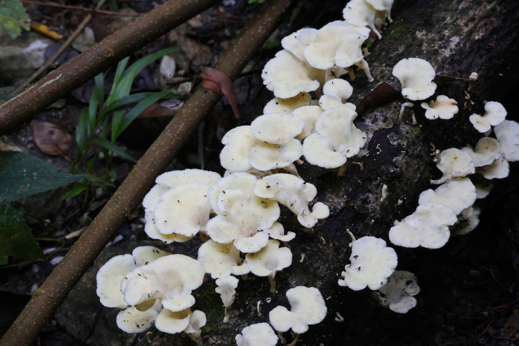 Favolus brasiliensis · February 2026 · photo: © susanblayney (iNaturalist, cc-by-nc)