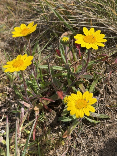 Lasthenia californica, photograph 6