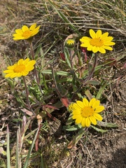 Lasthenia californica, photograph author not stated, no rights reserved
