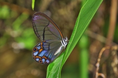 Pseudohaetera hypaesia