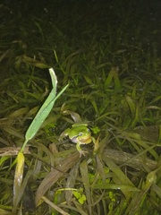 Hyla intermedia