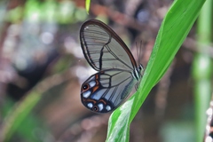 Pseudohaetera hypaesia