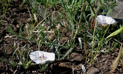 Convolvulus ammannii