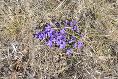 Viola hirta
