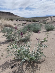Astragalus lentiginosus variabilis