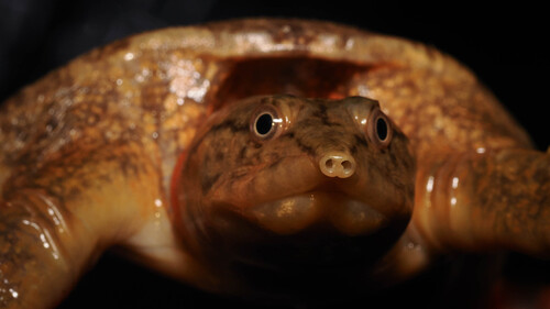 Dogania subplana