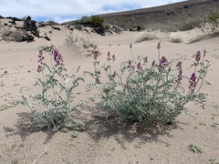 Astragalus lentiginosus variabilis