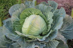 Brassica oleracea capitata