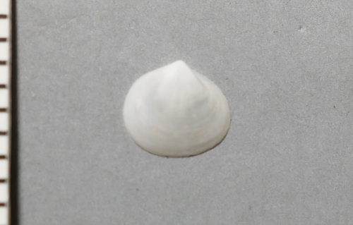 Zemysia zelandica, 2025-09-26