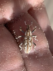 Apleurus albovestitus