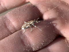 Apleurus albovestitus