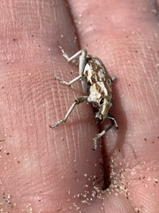 Apleurus albovestitus