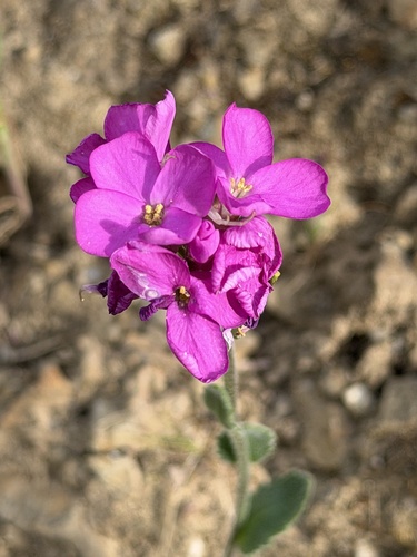 Arabis blepharophylla, photograph 5